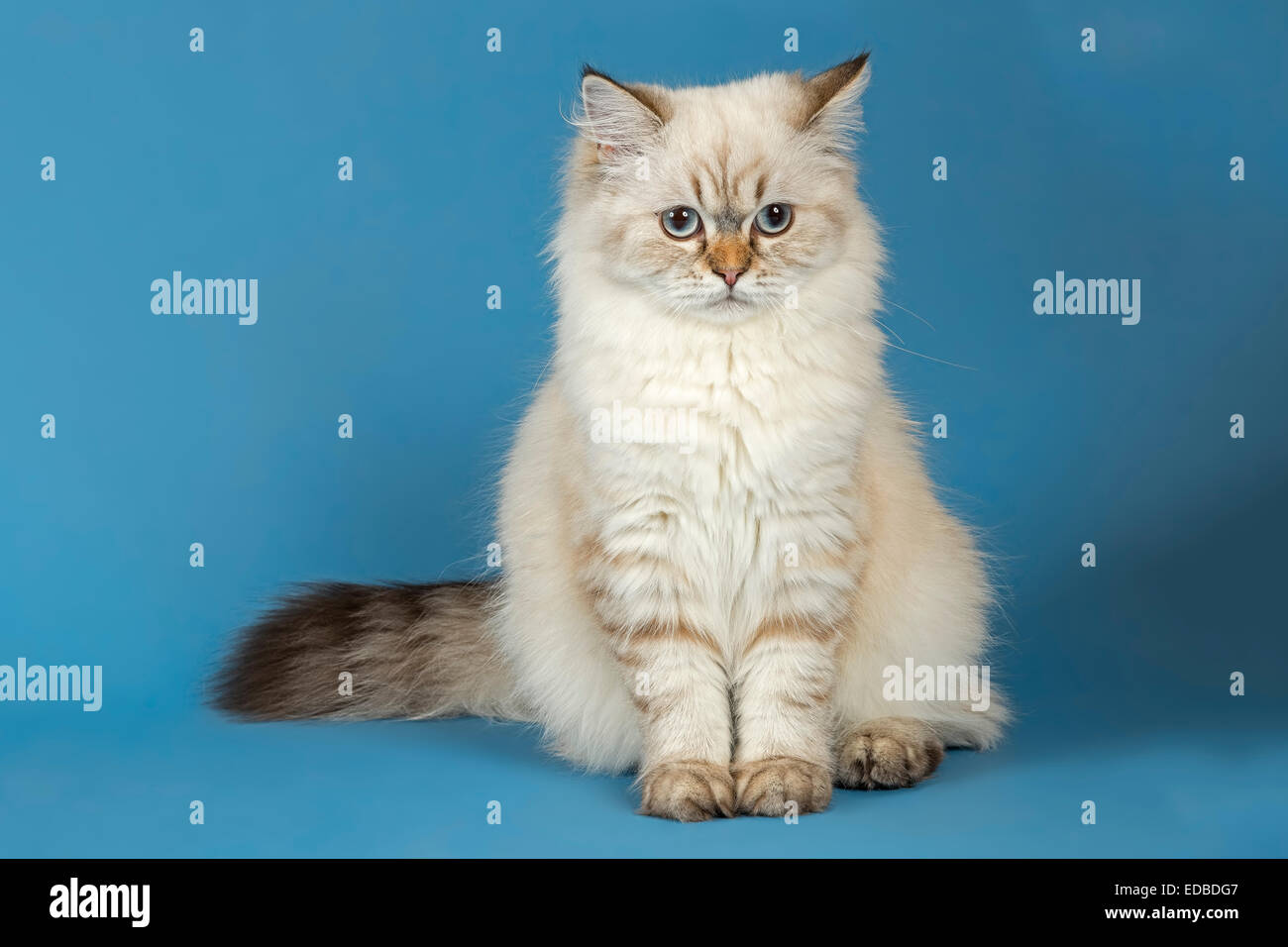 British Longhair Cat Foto Stock