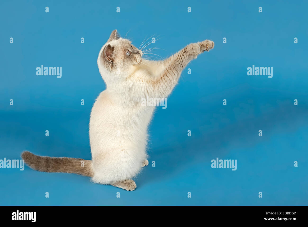 British Shorthair Cat con zampe sollevata Foto Stock