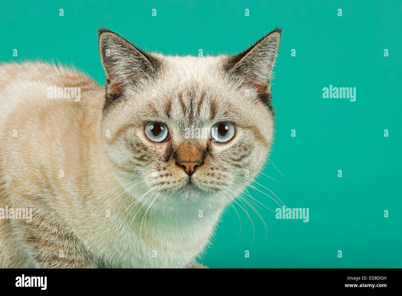 British Shorthair Cat Foto Stock