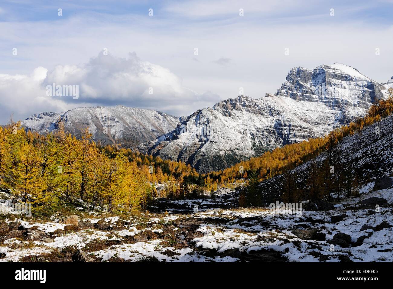 Colorato in giallo bosco di larici nella neve nel mezzo delle montagne rocciose, larice Valley, Moraine Lake, il Parco Nazionale di Banff Foto Stock