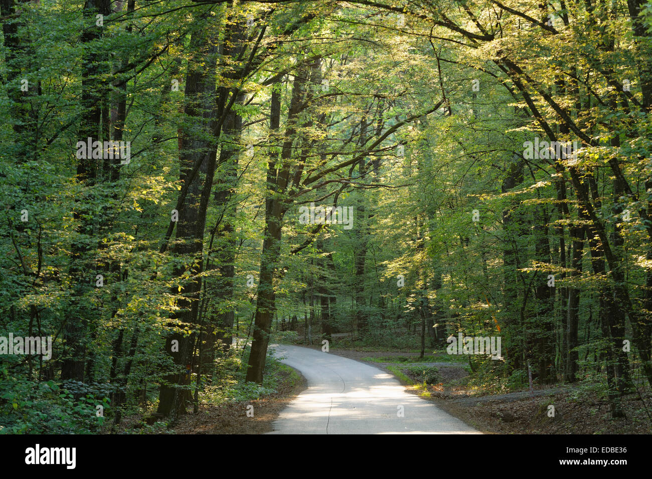 Percorso di foresta a Csaterberg hill, Kohfidisch, Burgenland meridionale, Burgenland, Austria Foto Stock