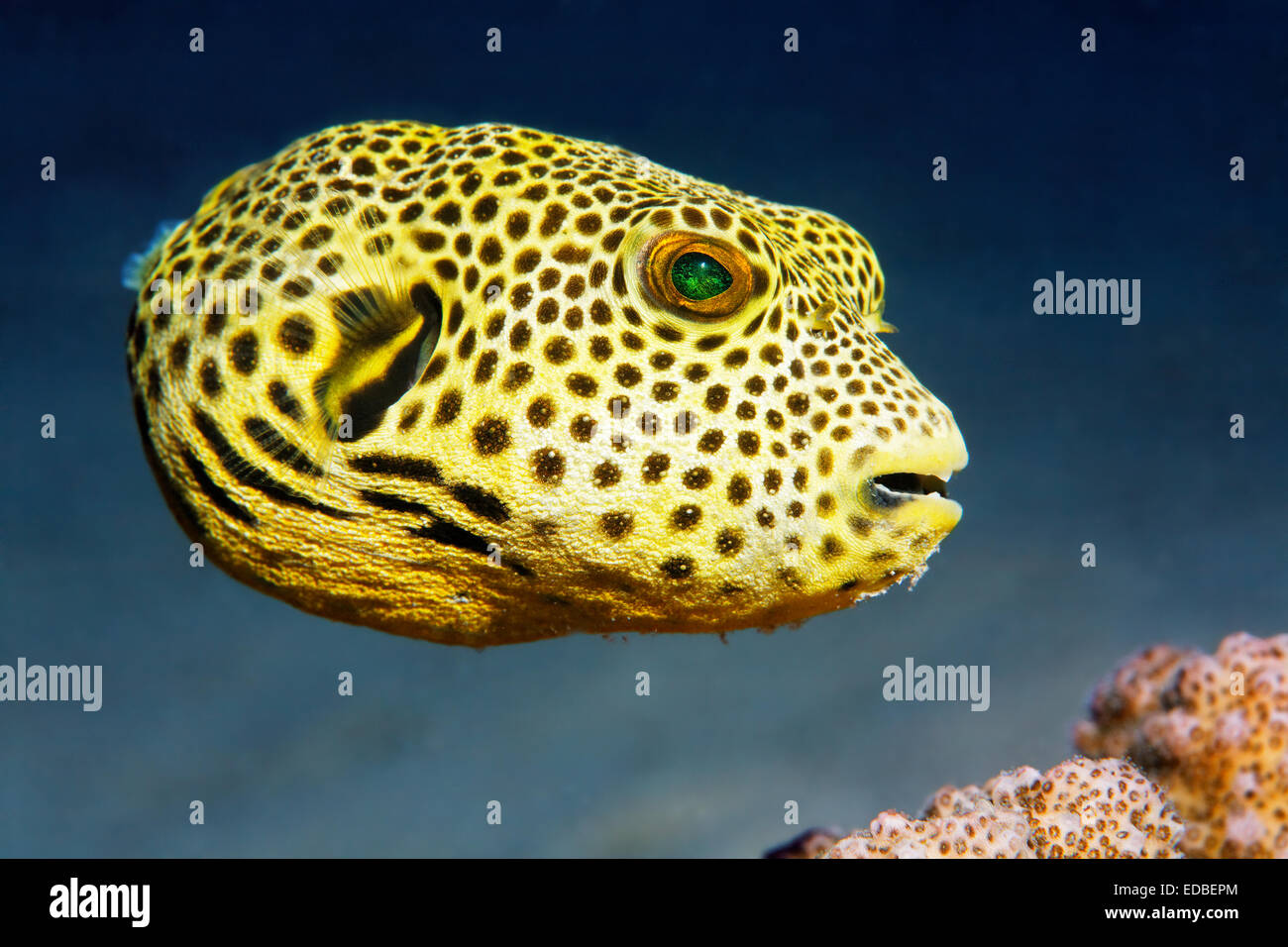 Puffer stellate (Arothron stellatus), la delinquenza giovanile, la Grande Barriera Corallina, Pacifico, Australia Foto Stock