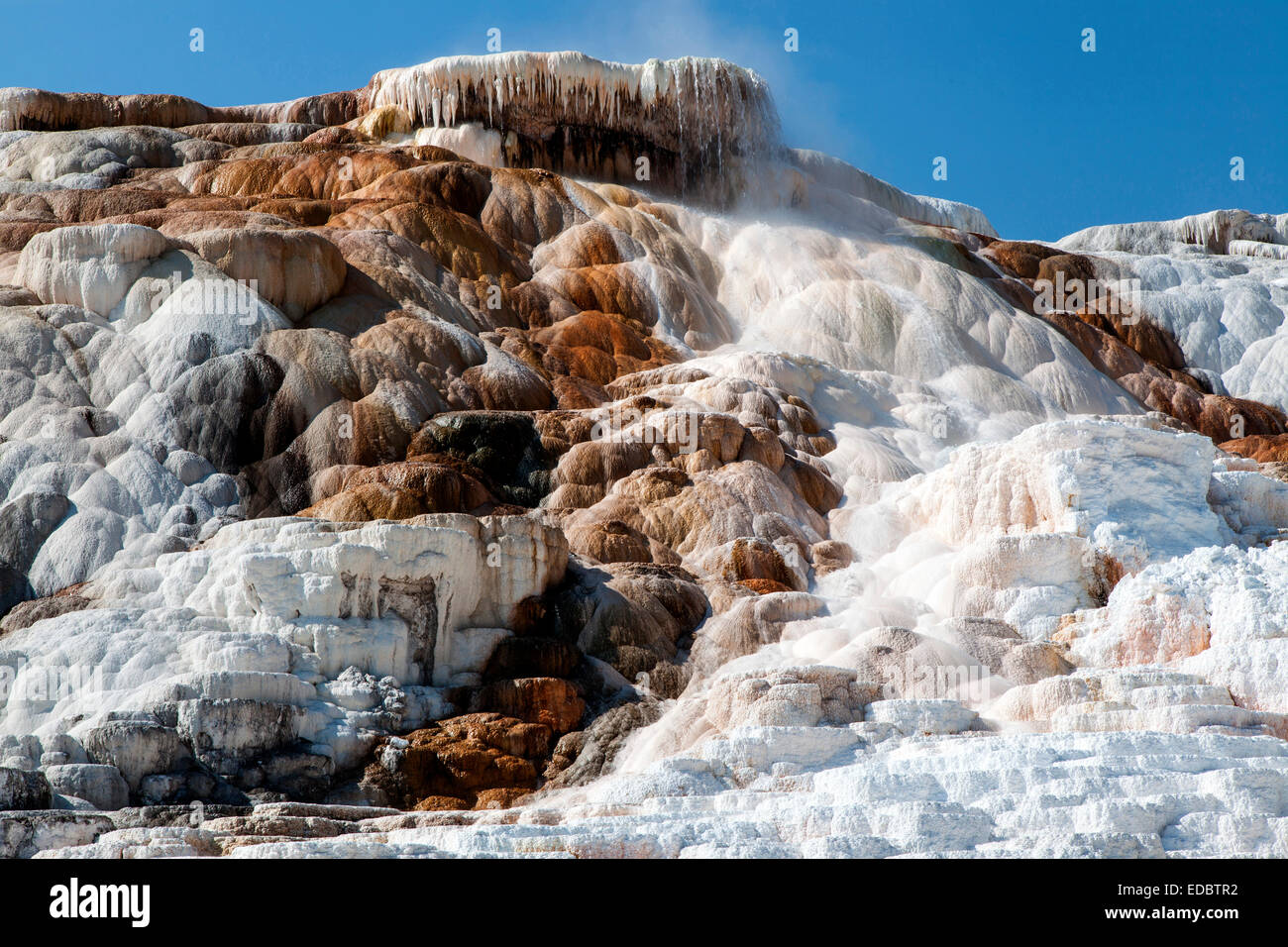 Agglomerato di calcare terrazze, hot springs, Terrazza Mountain a Mammoth Hot Springs, il Parco Nazionale di Yellowstone, Wyoming Foto Stock