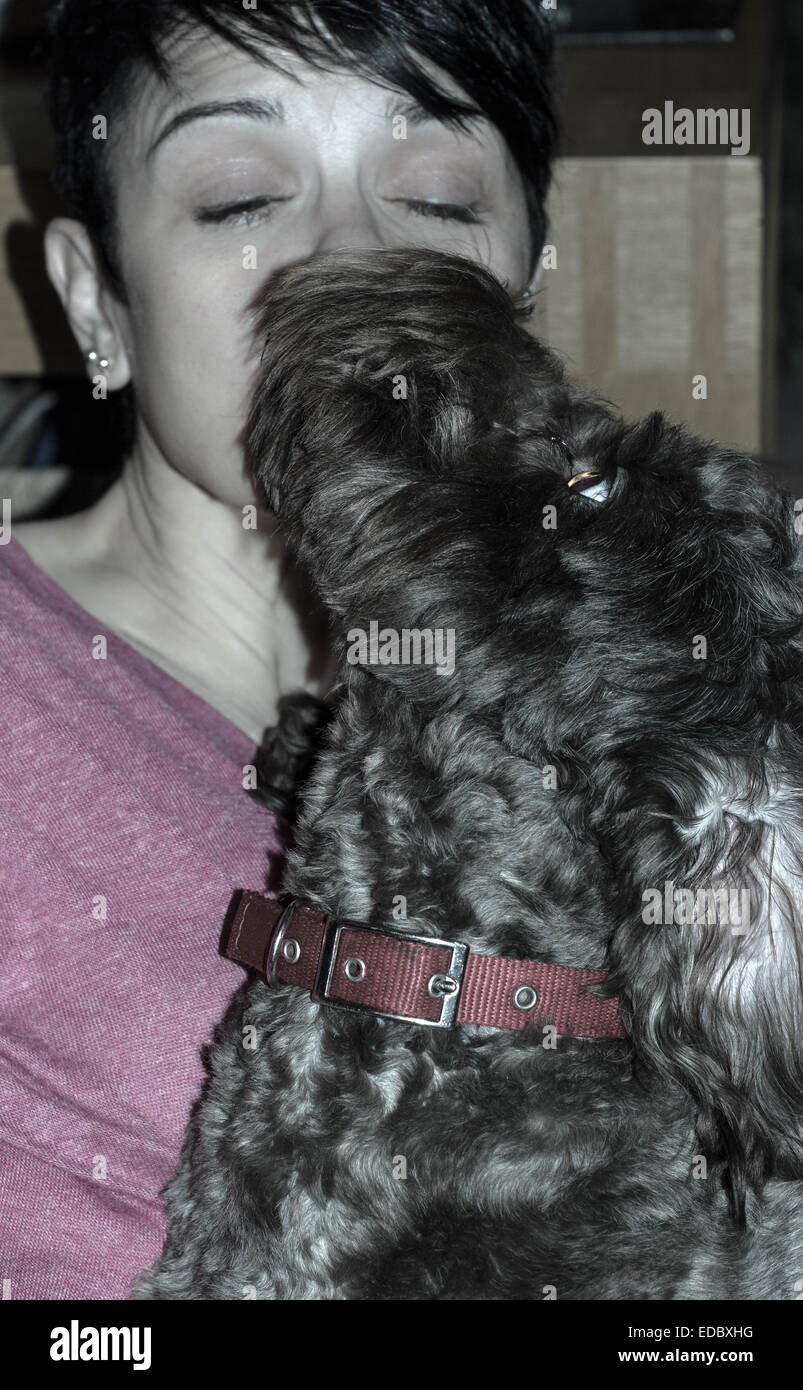 Cane leccare la faccia di un pelo corto femmina, darle un bacio Foto Stock