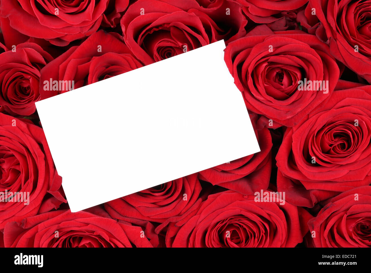 Rose rosse di San Valentino o la festa della mamma con segno vuoto e copyspace per il proprio testo Foto Stock
