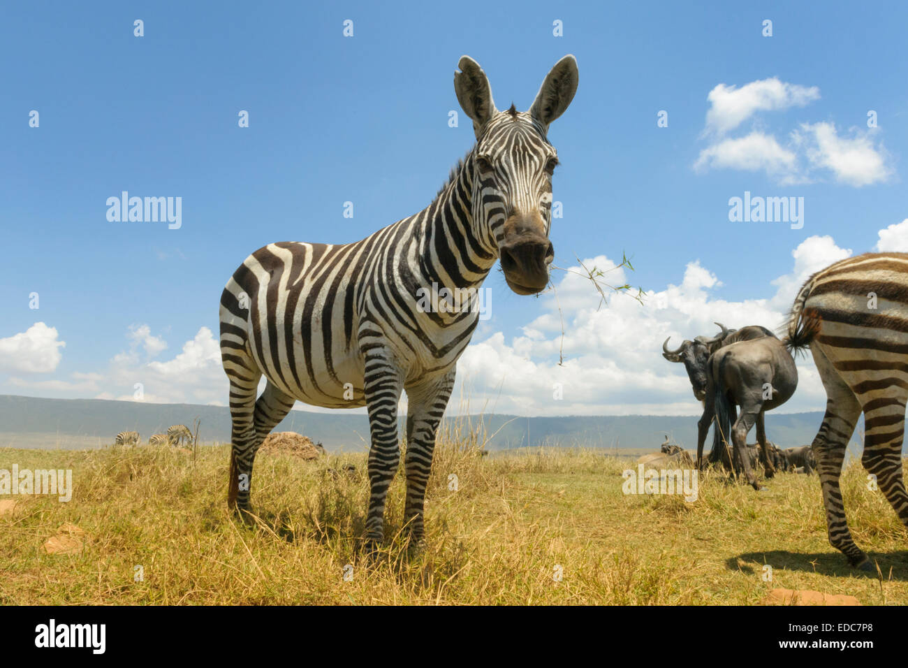Le pianure Zebra (Equus quagga) pascolano sulla pianura nel cratere Ngorongor, da groundlevel, close up, il cratere di Ngorongoro national Foto Stock