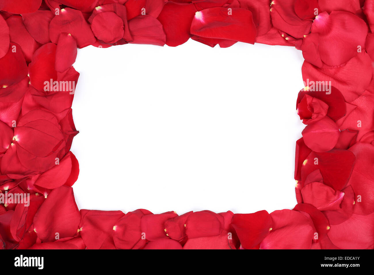 Il telaio da petali di rose rosse fiori di San Valentino e la festa della mamma con copyspace Foto Stock