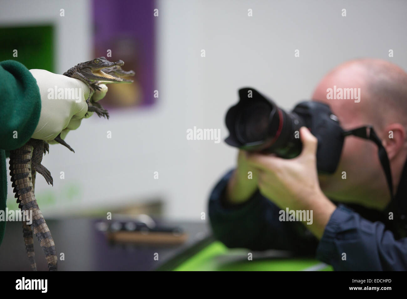 Londra, Regno Unito. 5 gennaio 2015. Due mesi Philippine coccodrilli fotografato mentre contate al ZSL London Zoo constatazione annuale 2015 Credit: Jeff Gilbert/Alamy Live News Foto Stock