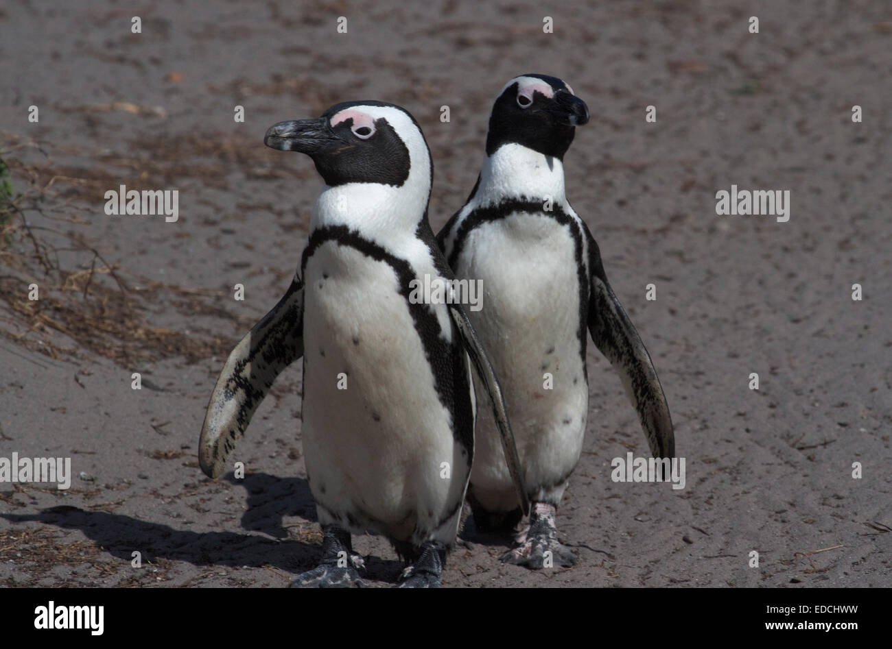 Il pinguino africano (Spheniscus demersus), noto anche come il jackass penguin e nero-footed penguin è una specie di pinguino. Foto Stock