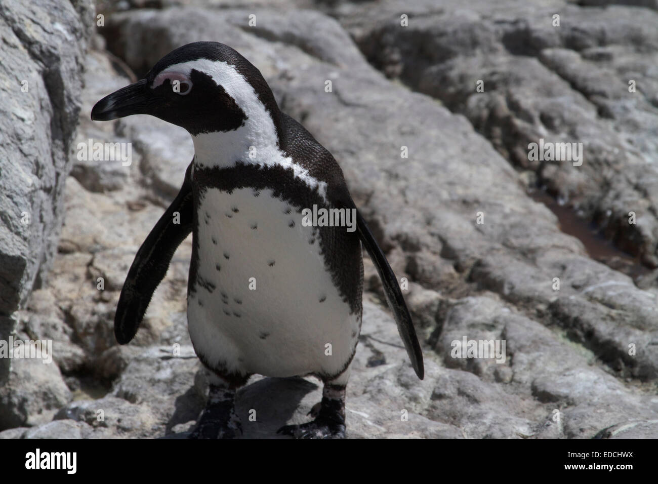 Il pinguino africano (Spheniscus demersus), noto anche come il jackass penguin e nero-footed penguin è una specie di pinguino. Foto Stock