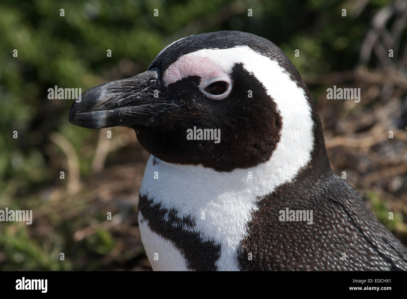 Il pinguino africano (Spheniscus demersus), noto anche come il jackass penguin e nero-footed penguin è una specie di pinguino. Foto Stock
