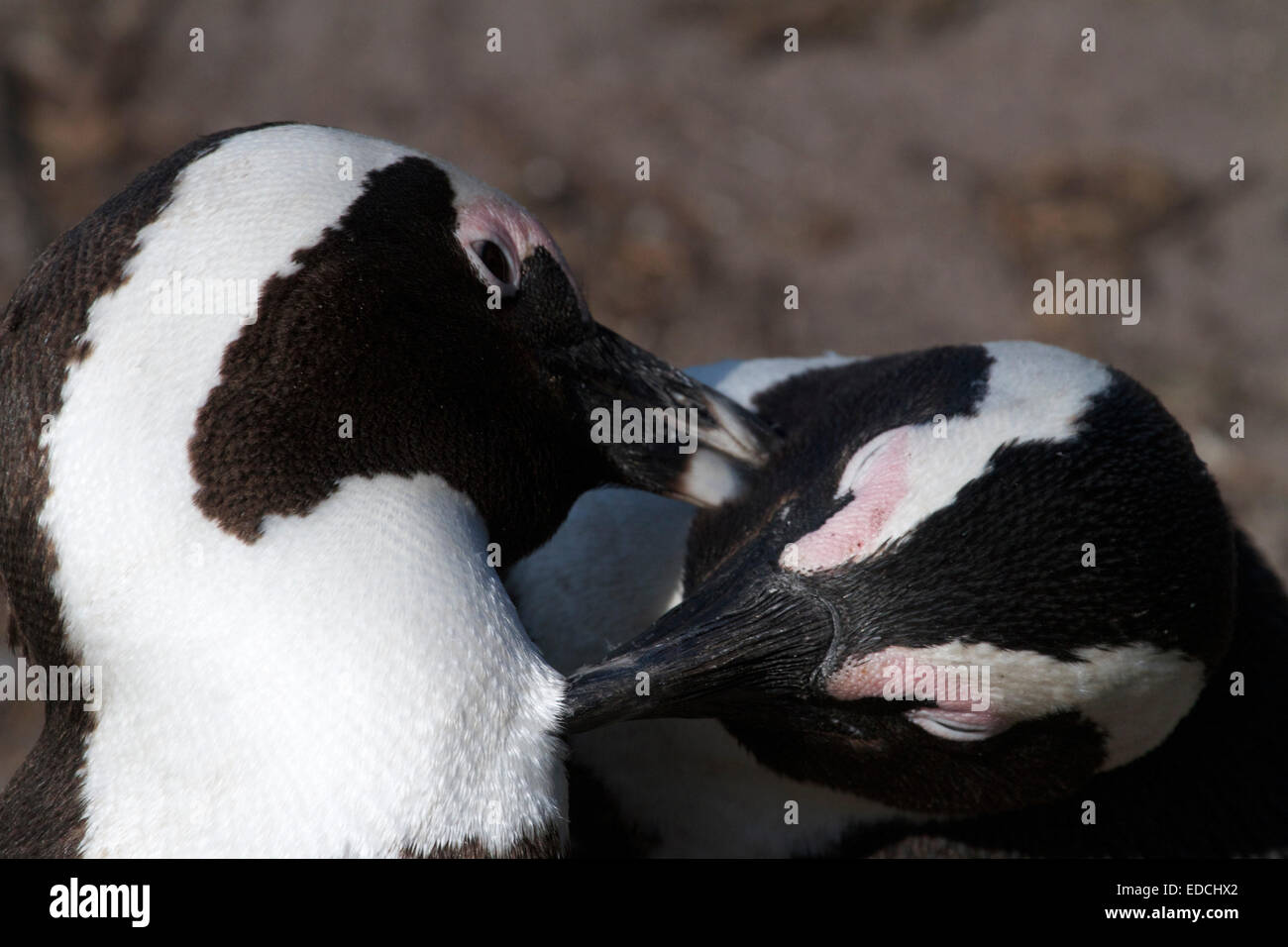 Il pinguino africano (Spheniscus demersus), noto anche come il jackass penguin e nero-footed penguin è una specie di pinguino. Foto Stock