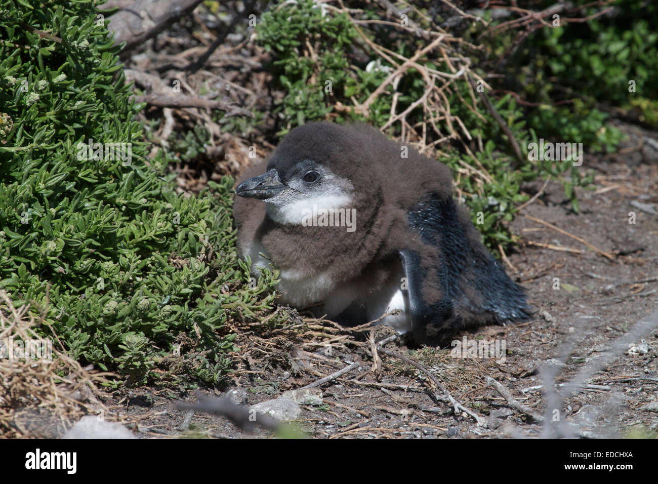 Il pinguino africano (Spheniscus demersus), noto anche come il jackass penguin e nero-footed penguin è una specie di pinguino. Foto Stock