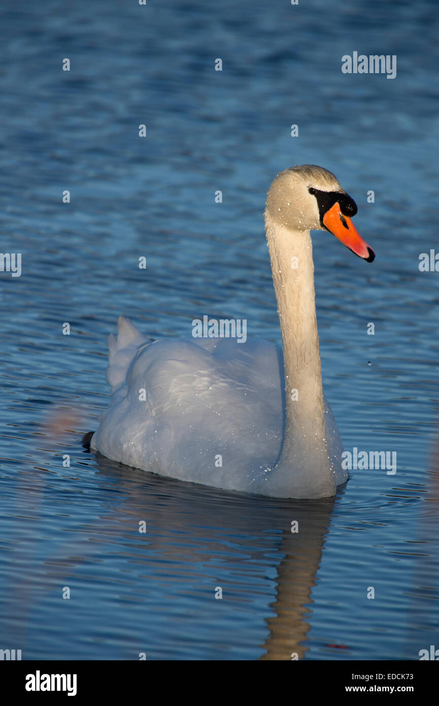 Cigno sul Marazion Marsh Foto Stock