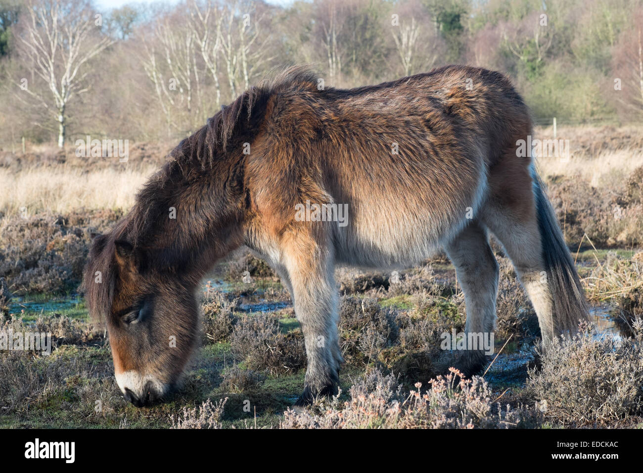 Exmoor Pony in Sutton Park su un soleggiato dicembre pomeriggio Sutton Coldfield West Midlands Foto Stock