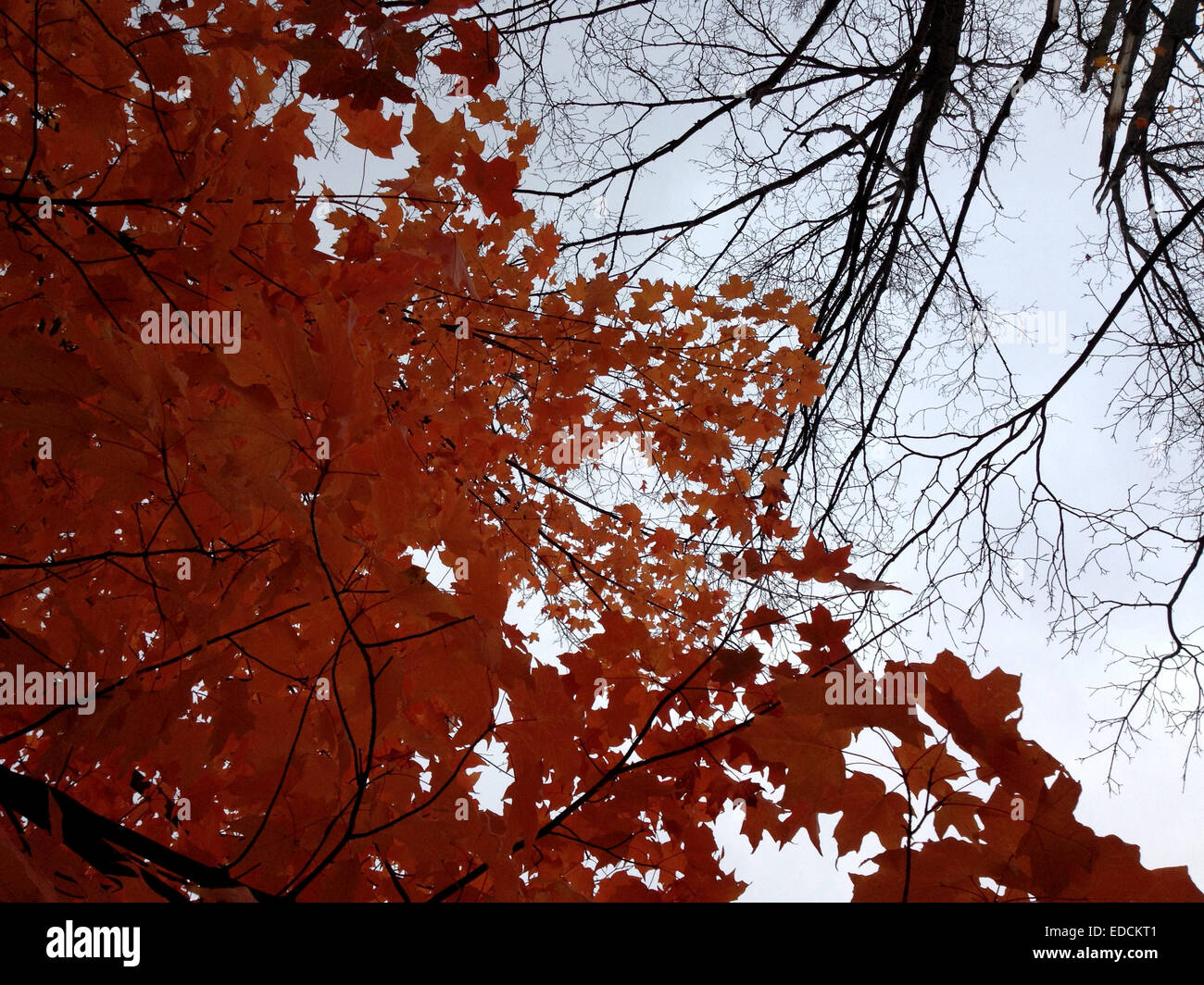 Inquadratura dal basso del cambiamento di stagione da autunno inverno in un parco canadese il contrasto di red leafs clusters & esili rami marrone Foto Stock