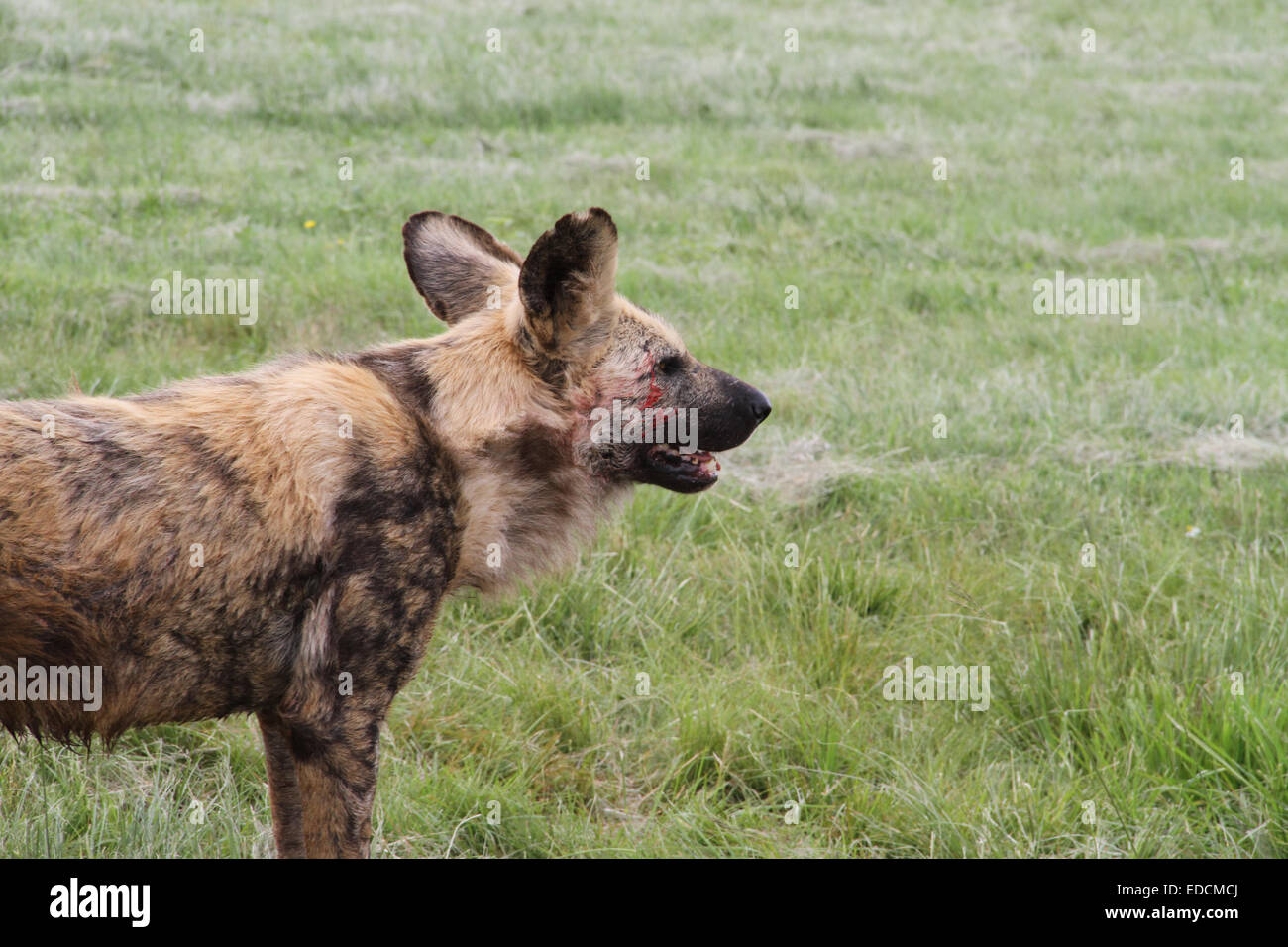 Cane selvatico. Cane. African dipinto di cane. Genere Lycaon. In via di estinzione. Dieta Hypercarnivorous. African wild dog. 'Wolf-simili". Foto Stock