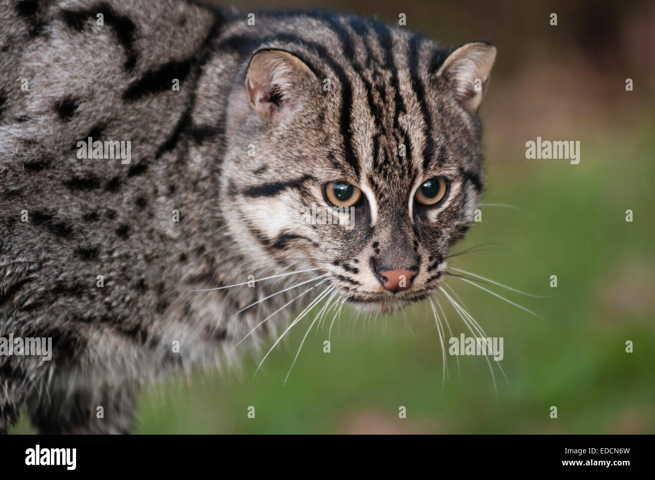 La pesca cat headshot Foto Stock