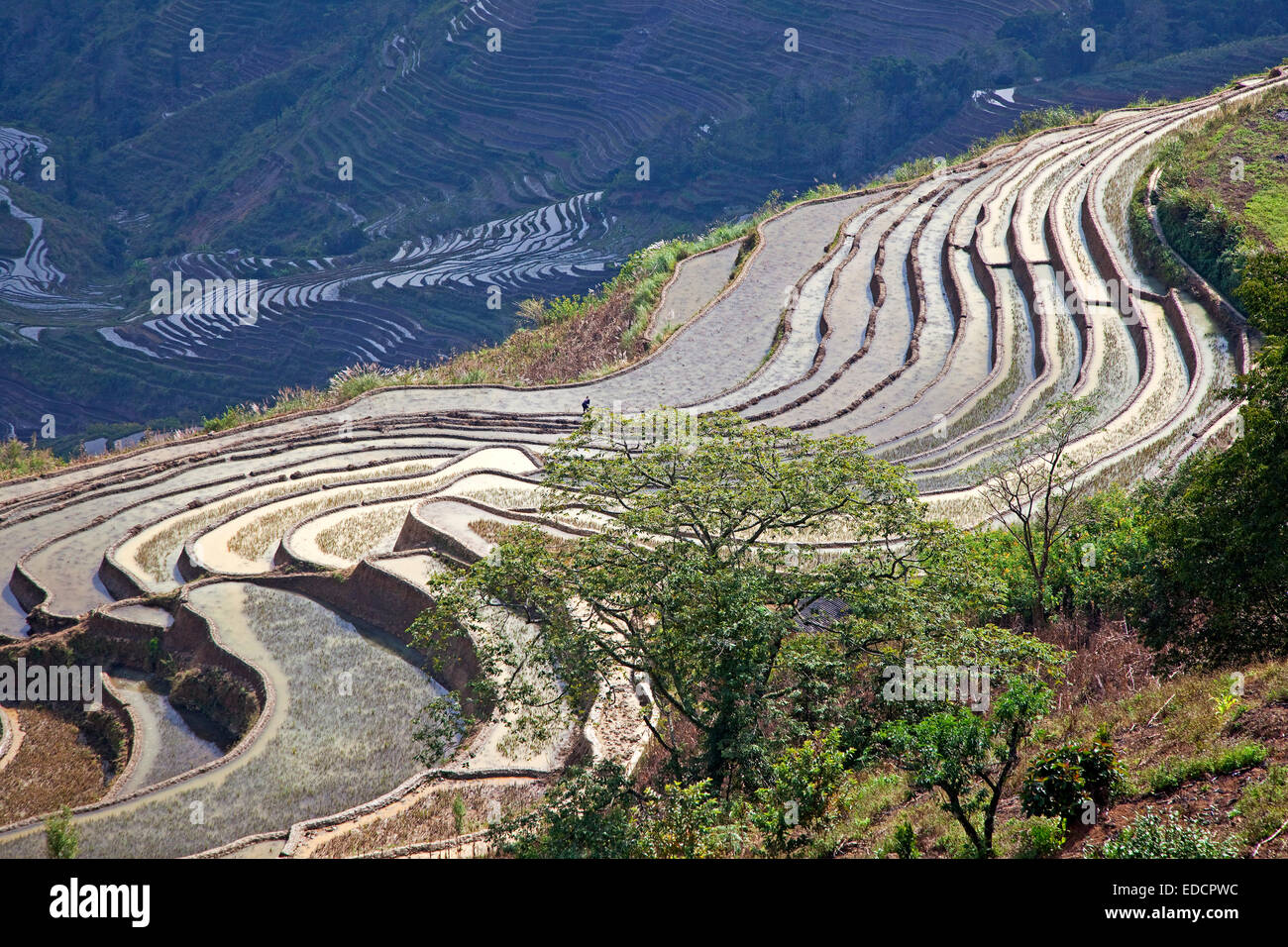 Risaie a terrazze sulle colline vicino a Xinjie nel quartiere Yuangyang, nella provincia dello Yunnan in Cina Foto Stock