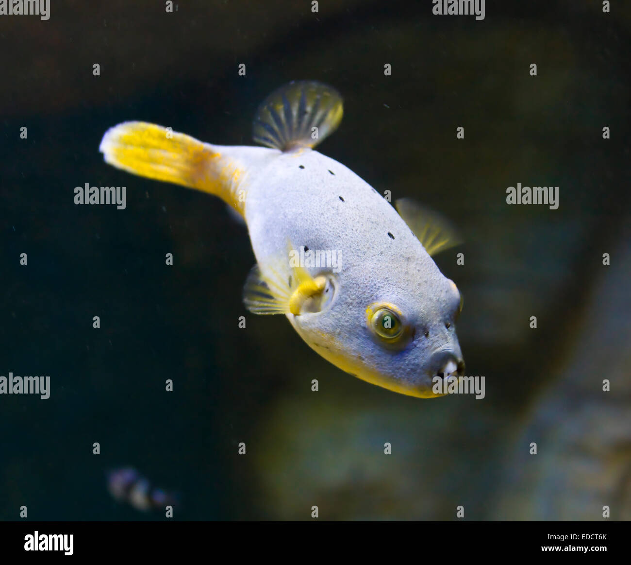 Pesce tropicale Tetraodon, chiamato "Ball' di pesce, vive nel sud-est asiatico, in Sud America e in Africa. Foto Stock