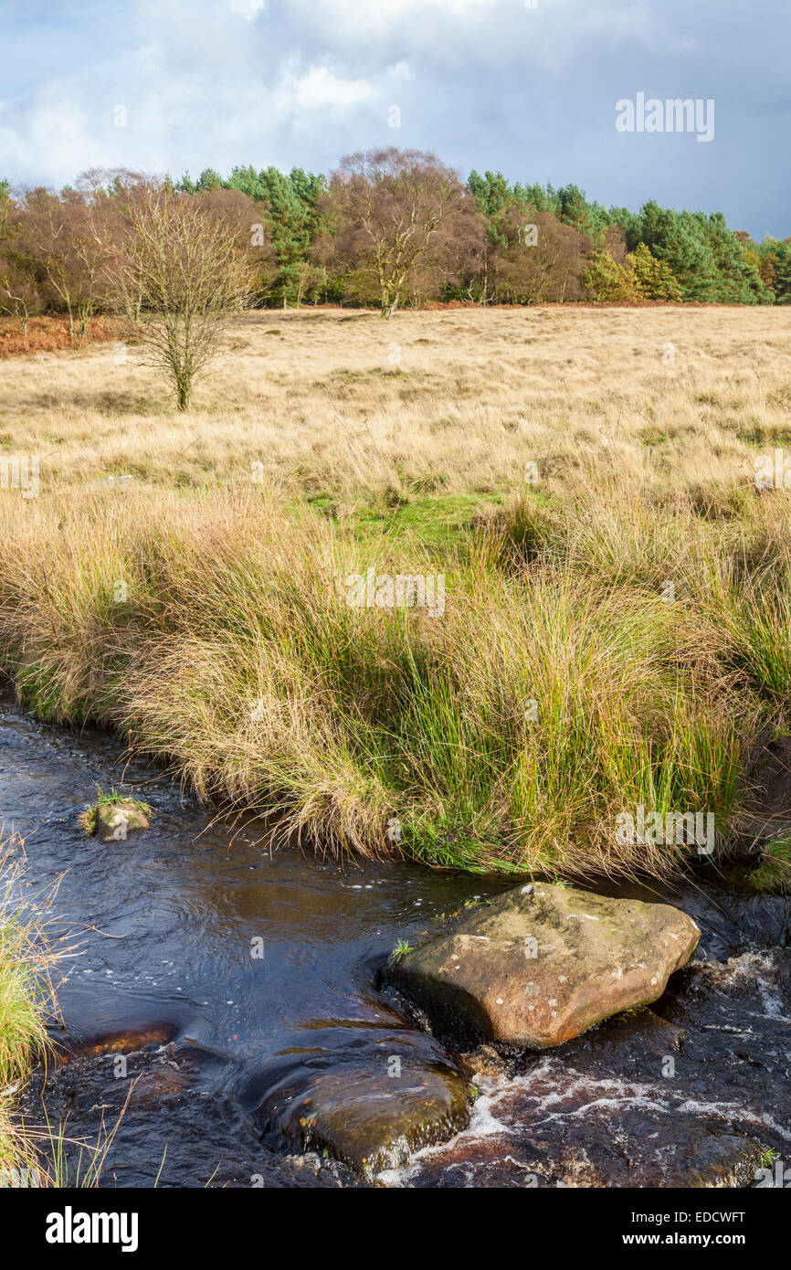 Campagna britannica in autunno. Un flusso, Burbage Brook, che fluisce attraverso un campo sul Longshaw station wagon, Derbyshire, Peak District, England, Regno Unito Foto Stock