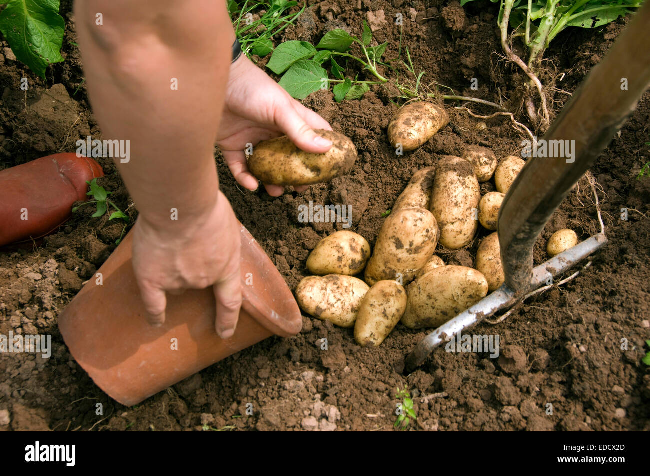 Scavo di patate su un smallholding. Foto Stock