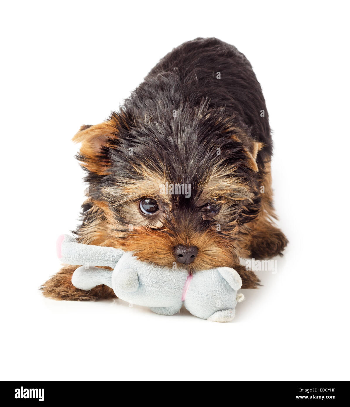Giocoso cane a masticare giocattolo. Yorkshire Terrier cucciolo giocando con il giocattolo. Foto Stock