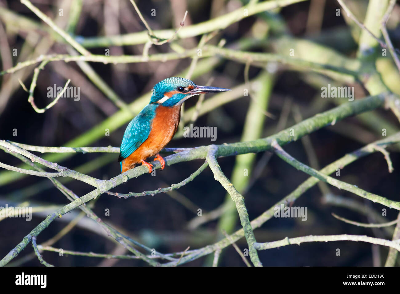 Kingfisher appollaiato sul ramo Foto Stock