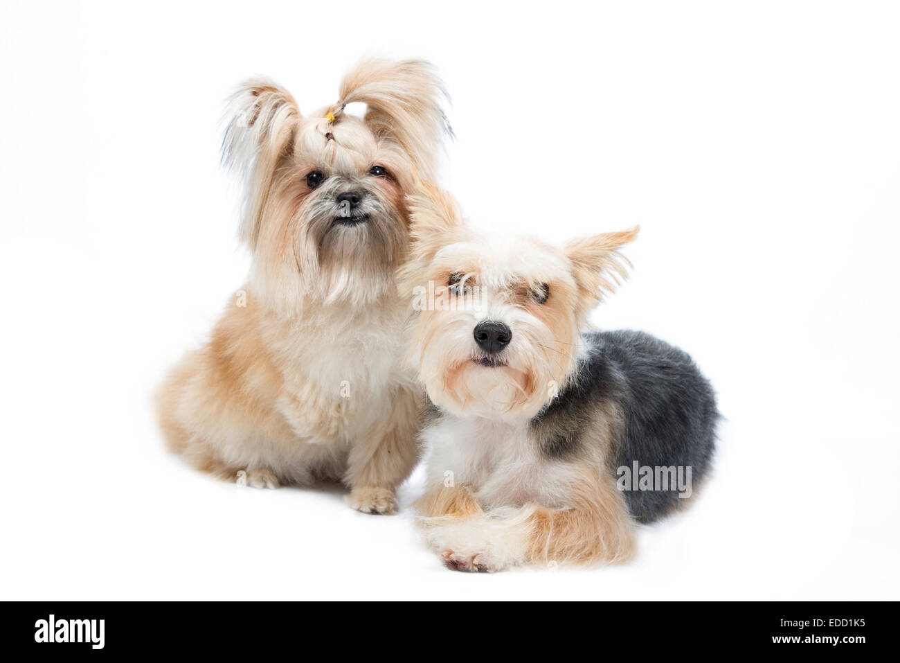 Coppia cani piccoli isolati su sfondo bianco Foto Stock