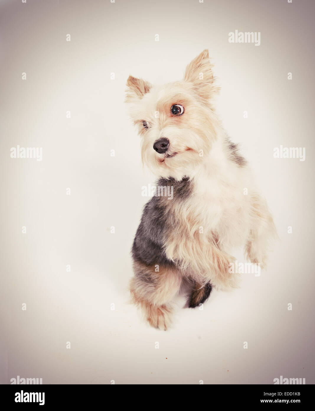Un cane di piccola taglia di accattonaggio perdono instagram nei toni del giallo Foto Stock