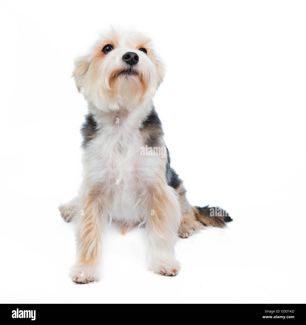 Terrier cane in studio sullo sfondo bianco chiede qualcosa Foto Stock