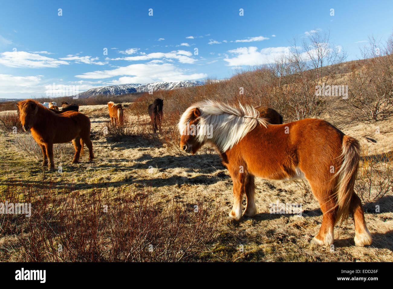 Cavalli islandesi lungo il Cerchio Dorato Foto Stock