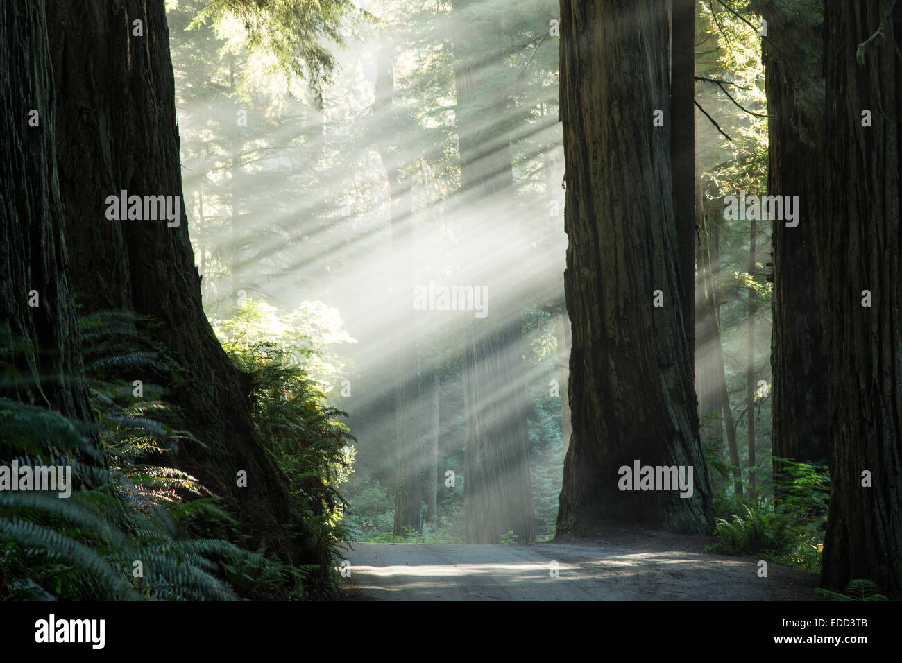 Raggi di sole attraverso il Parco Nazionale di Redwood e foresta Foto Stock