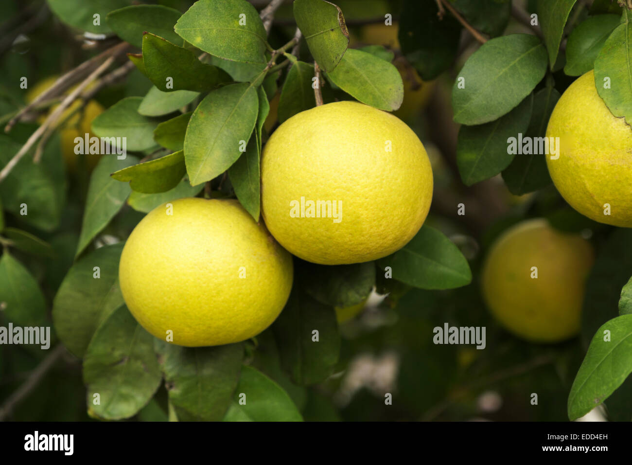 Rosso rubino pompelmo che cresce su un albero in missione, Texas, Stati Uniti d'America Foto Stock