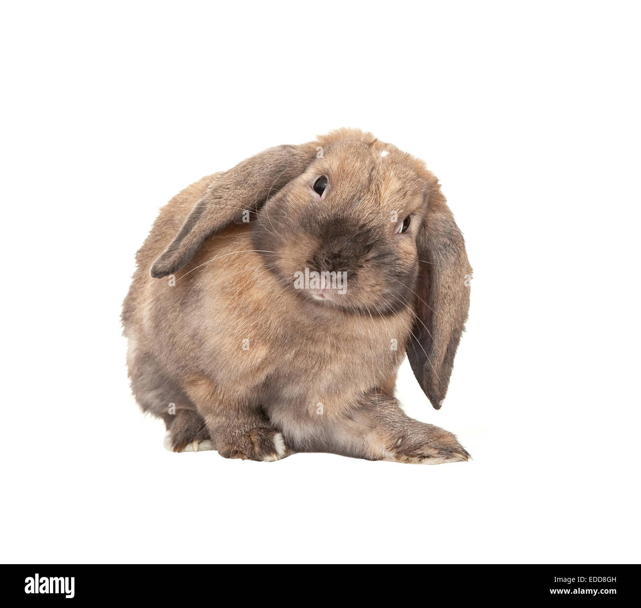 Dwarf lop-eared razze di coniglio di Ram. Foto Stock