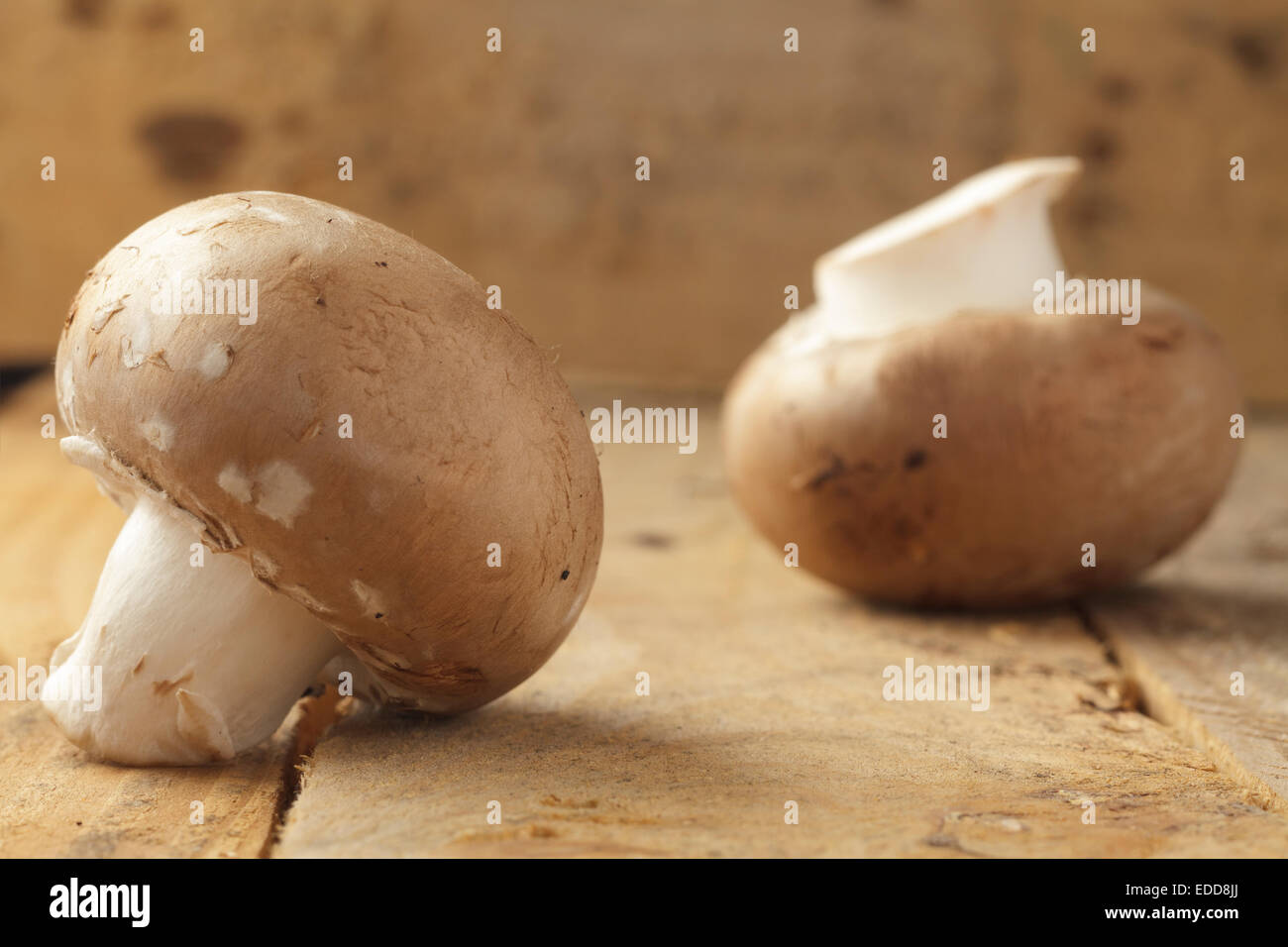 funghi marroni Foto Stock