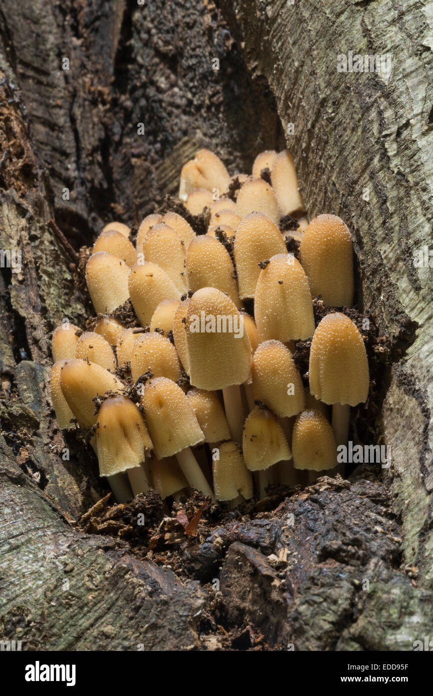 Ciuffo di zolfo in un tronco di albero Foto Stock