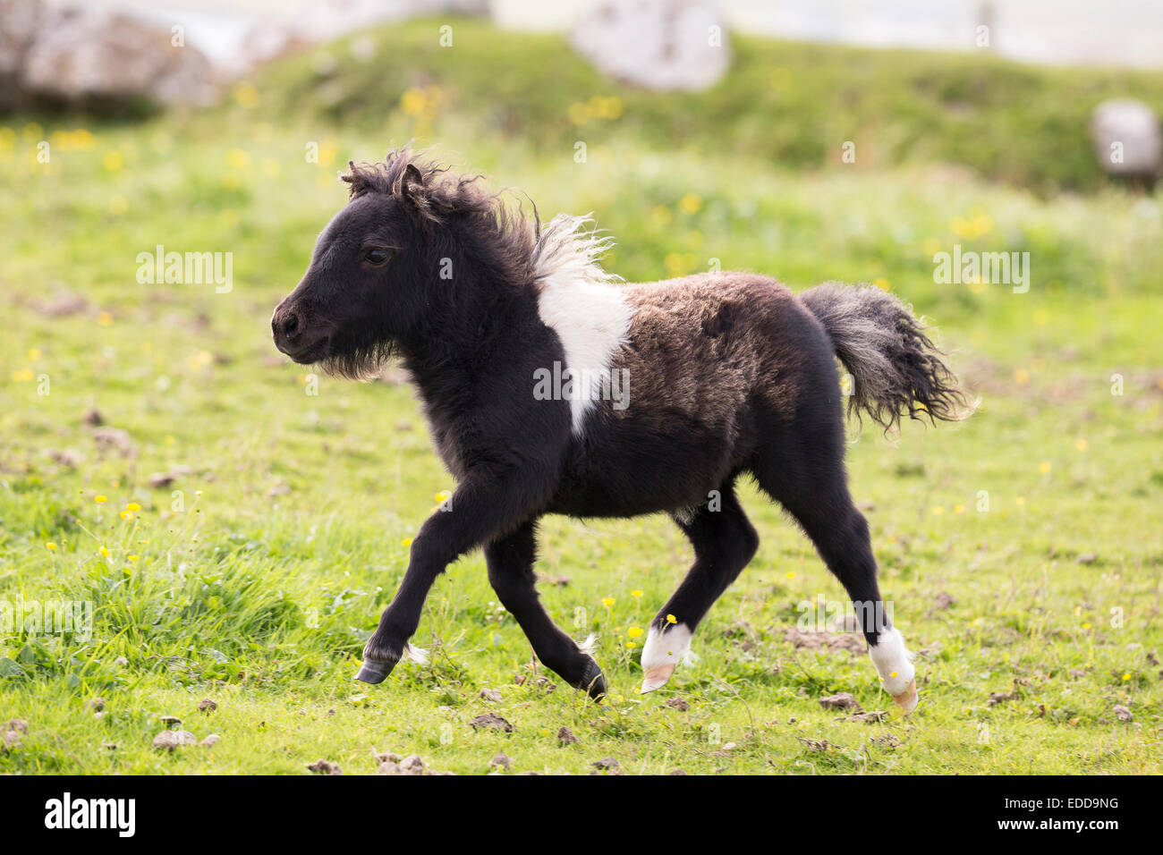 Mini Pony Shetland Cavallo - Puledro Sul Prato Foto Stock - Foto 3