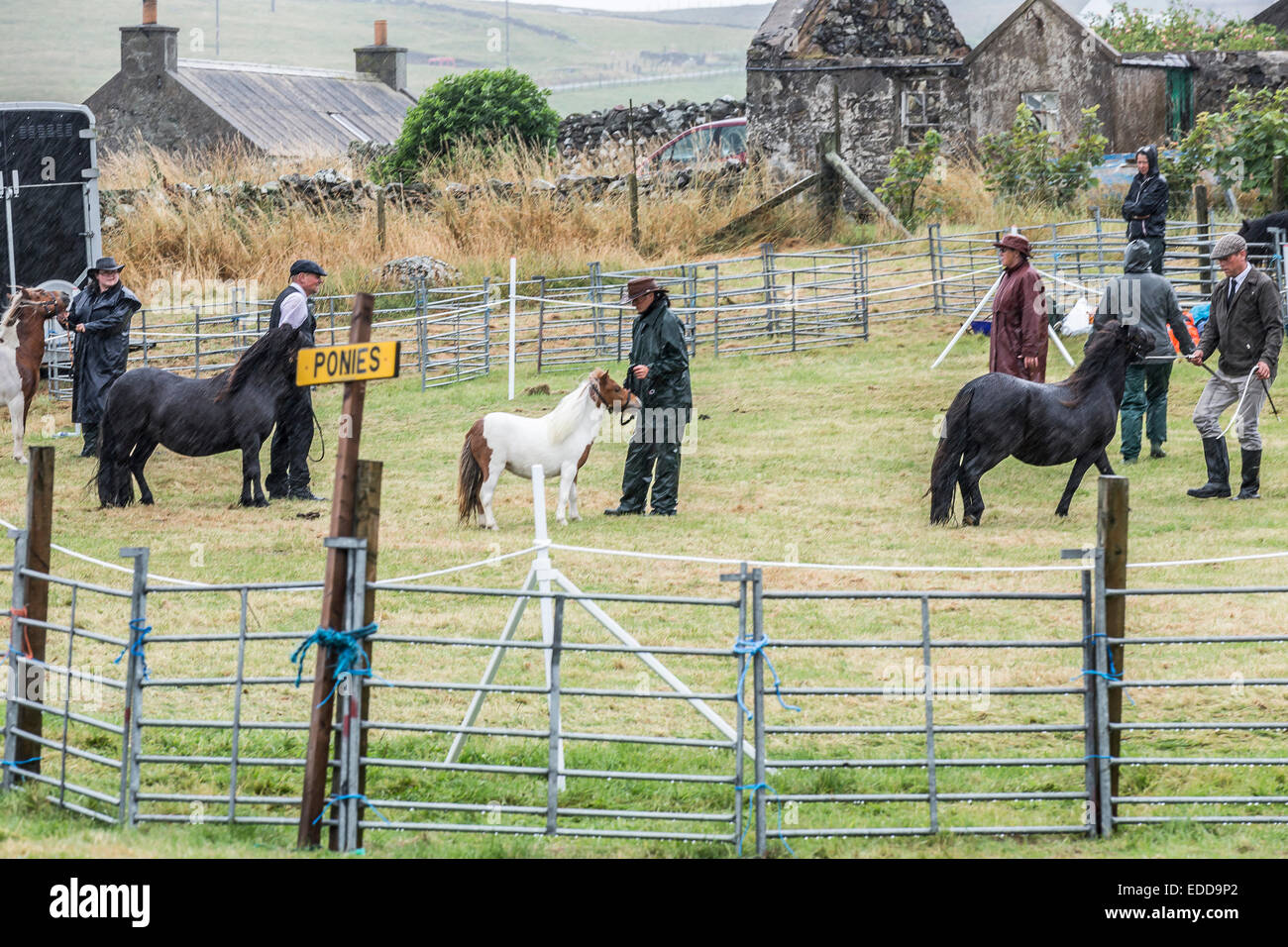 Pony Shetland conformazione mostra pioggia Shetland continentale Foto Stock