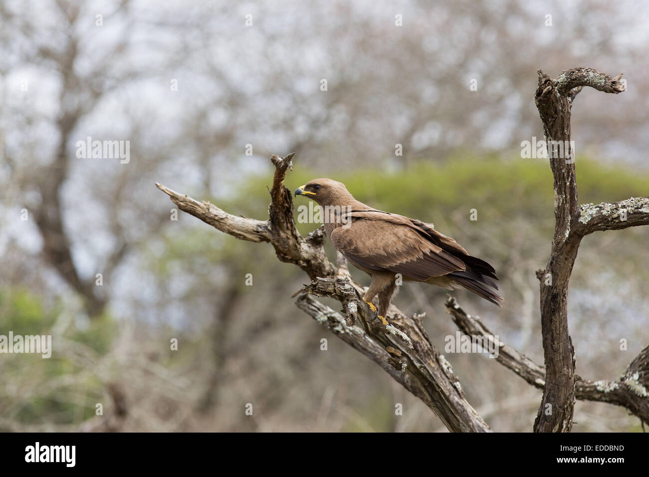 African hawk eagle in appoggio sul ramo Foto Stock