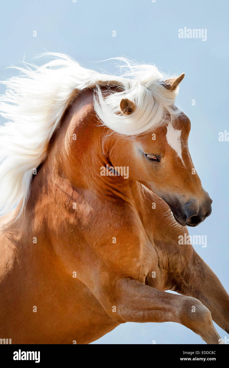 Cavalli di Razza Haflinger stallone di castagno allevamento Italia Alto  Adige Foto stock - Alamy