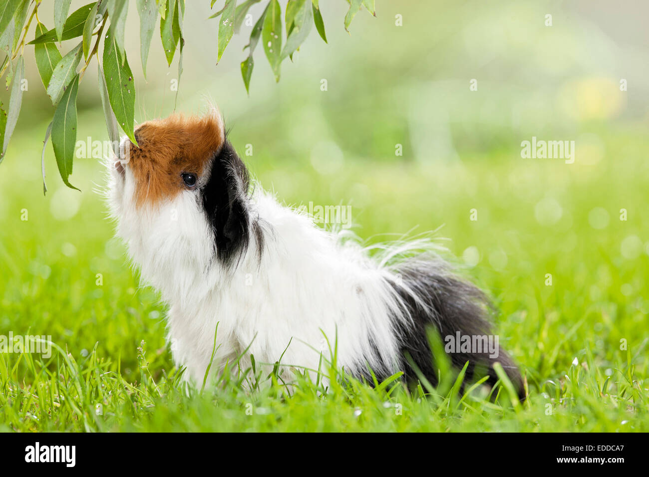 Con i capelli lunghi abissino di cavia tricolore Cavie maschio adulto erba mangiando willow lascia la Germania Foto Stock