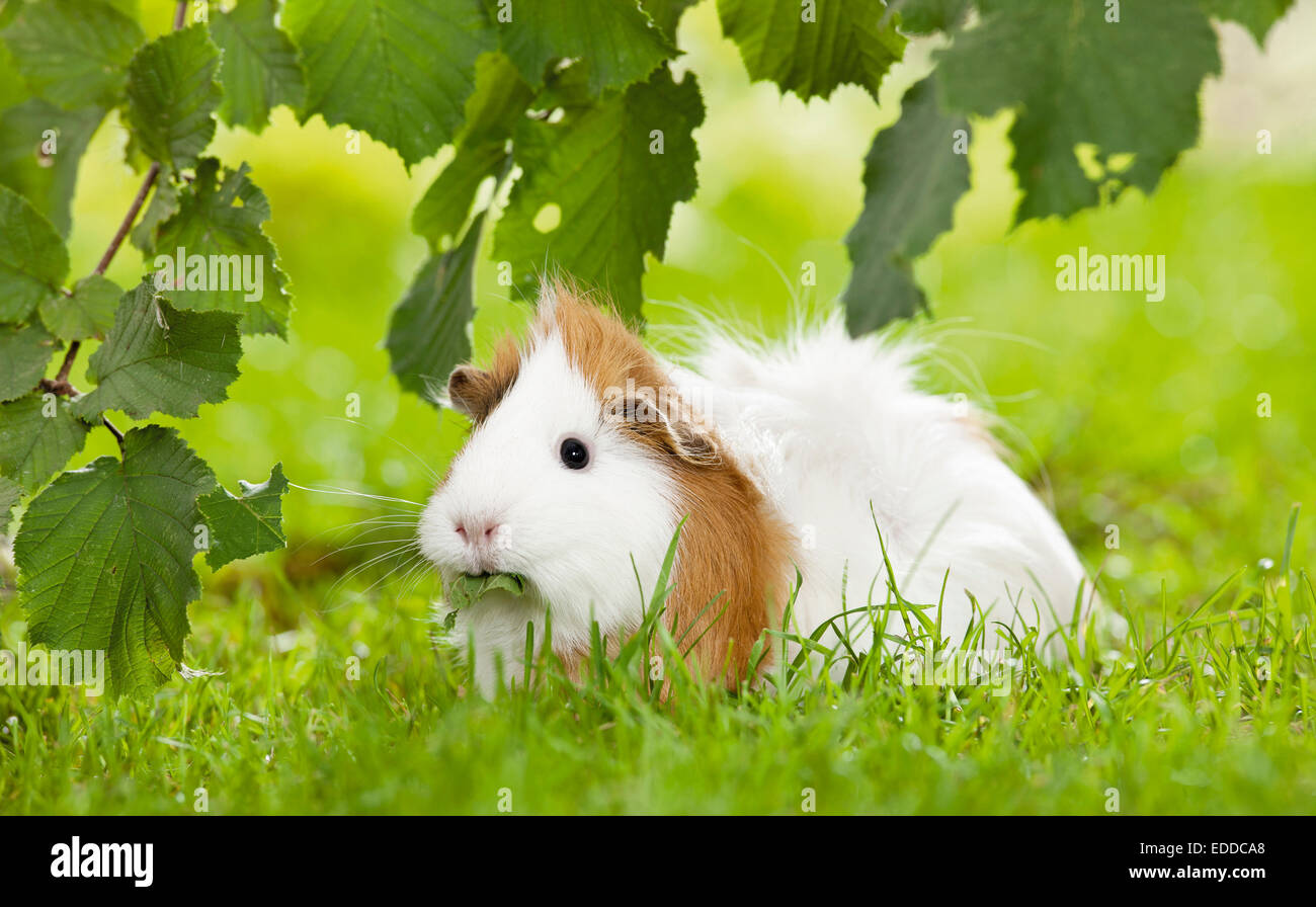 Abissino di cavia Cavie marrone adulto bianco mangiare erba nocciola lascia la Germania Foto Stock