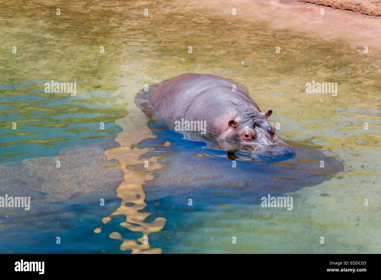 Hipopotamus nell'acqua Foto Stock