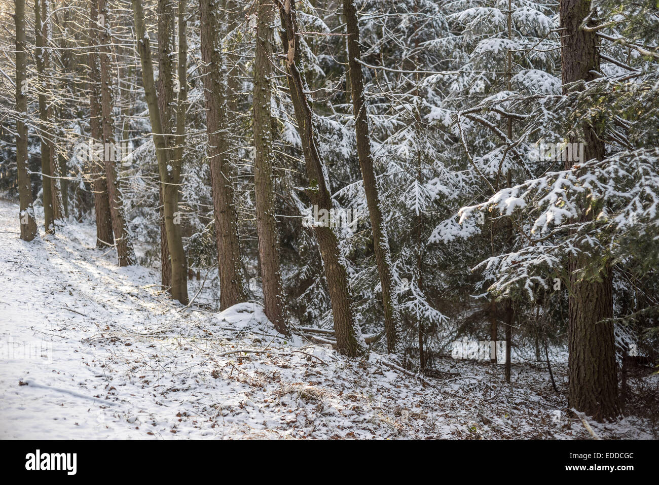 A nord della foresta europea coperta di neve fresca Foto Stock