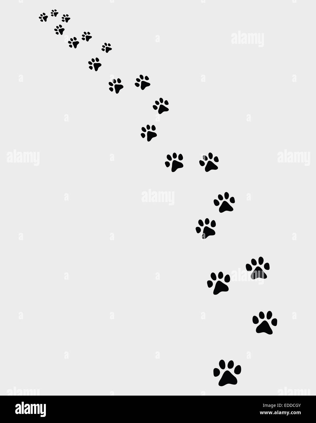 sentiero del gatto Foto Stock