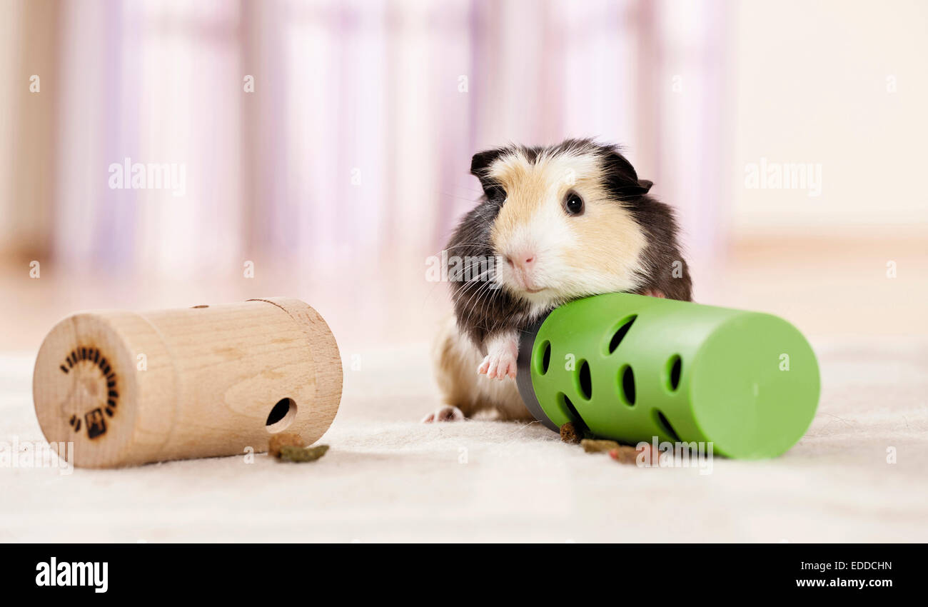 La cavia cavie adulte giocattoli di prossimo rilascio che cibo quando gestite in Germania Foto Stock