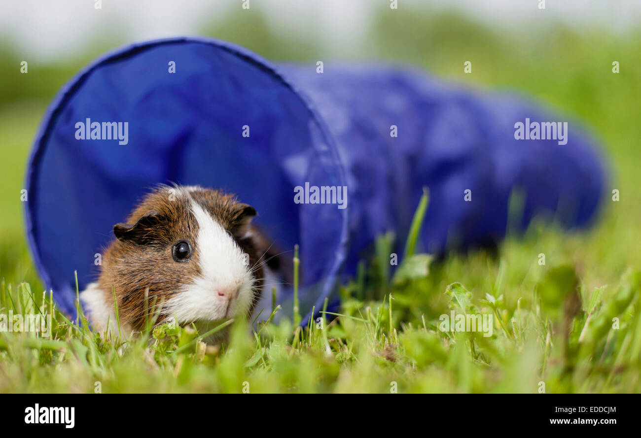 La cavia cavie adulte tunnel lasciando un ostacolo corso erba Germania Foto Stock