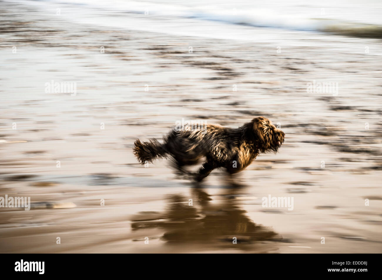 Shaggy cane marrone in esecuzione molto veloce sulla sabbia con il mare in background Foto Stock