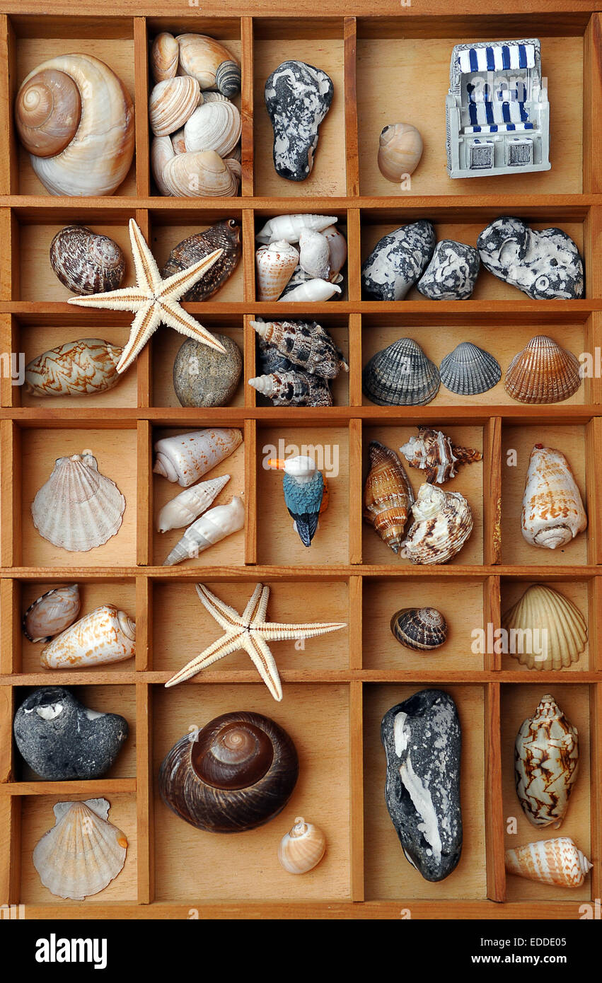 Conchiglie, pietre e decorazione di spiaggia in un tipo di caso Foto Stock